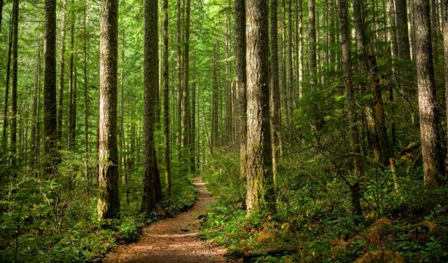 Doğanın Kalbi Koruma Altında: Kasnak Meşesi Ormanına İzinsiz Girişin Bedeli 557 Bin TL