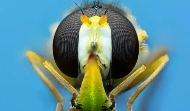 Tarımın Gizli Kahramanları: Eğitilebilir Sinek Arıları Umut Vadediyor