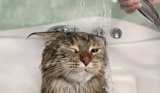 Kedinizin Banyosunu Zorlamayın: Veterinerlerden Kritik Uyarı