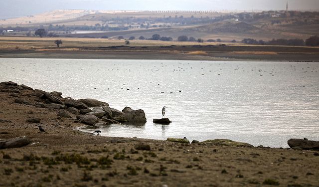 Cip Baraj Gölü Göçmen Kuşların Yeni Buluşma Noktası Oldu