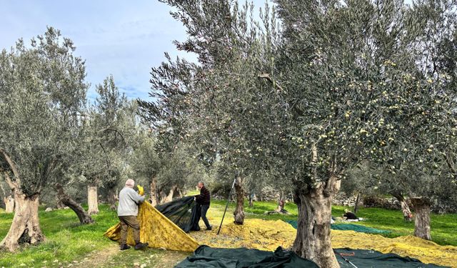 Zeytinlikler Rant Baskısı Altında: Üretimden Kopuş Hızlanıyor