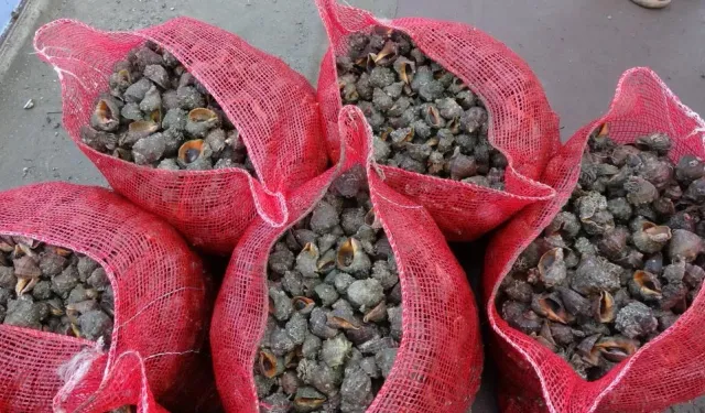 Karadeniz Ekosistemi Alarm Veriyor: Yabancı Türlerin Yayılışı Kritik Seviyeye Ulaştı