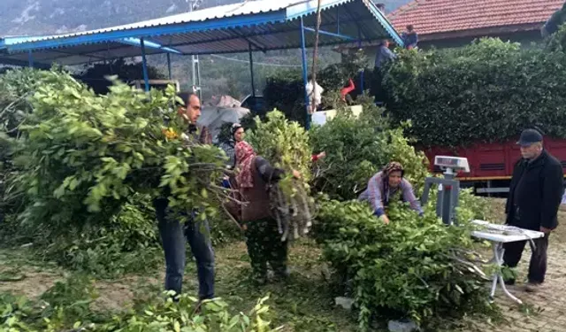 Kayalıklardan Avrupa’ya Uzanan Yeşil Altın: Akseki’de Defne Yaprağı Bereketi