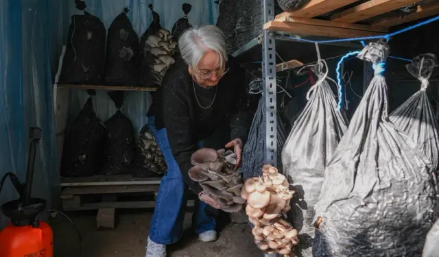 İzmir’de Sessiz Bir Tarım Hamlesi: İstiridye Mantarıyla Üretim ve Sağlık Buluştu