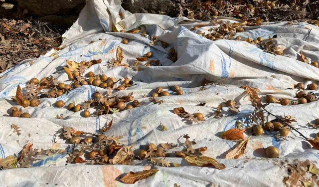 Torosların Sessiz Mirası: Gizemli Hayırseverin Aşıladığı Meyveler Bölgeye Kazanç Sağlıyor