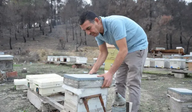 Türkiye’nin Dört Bir Yanına Uzanan Arıcılık Başarısı: Bir Kovandan 200 Koloniye