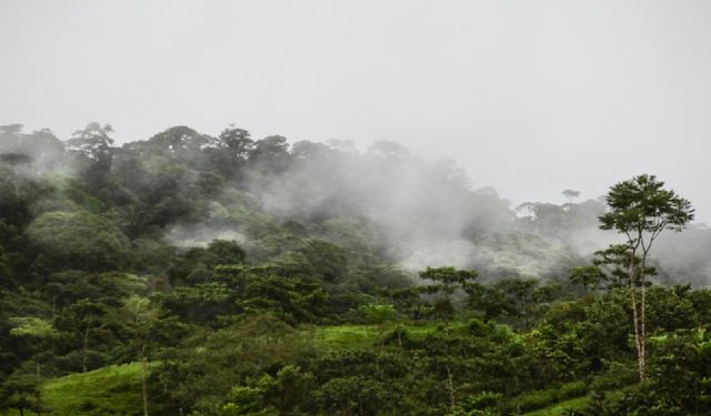 Amazon’da İklim Dengesi Kırılıyor: Yağmur Ormanları Eşi Görülmemiş Bir Döneme Giriyor