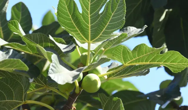 Doğanın Şifalı Yaprağı: İncir Yaprağının Sağlık Etkileri Gündemde