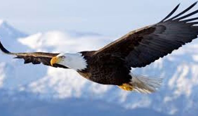 Gökyüzünde Av Sandı, Zirveye Bıraktı: Kartalın Kaptığı Dron 6 Saatlik Tırmanışla Kurtarıldı