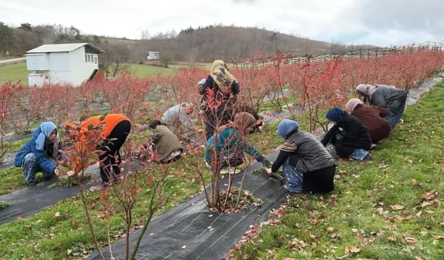 Kentten Köye Dönen Kadınlar Yaban Mersiniyle Ekonomiyi Canlandırdı