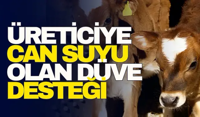 Kırsalda Üretime Güç Veren Hamle: Aile İşletmelerine Gebe Düve Desteği