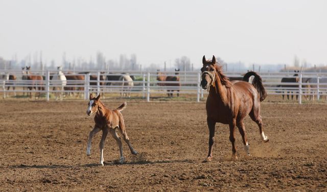 Anadolu’nun Safkan Gururu: Geleceğin Şampiyon Tayları Satışa Hazırlanıyor
