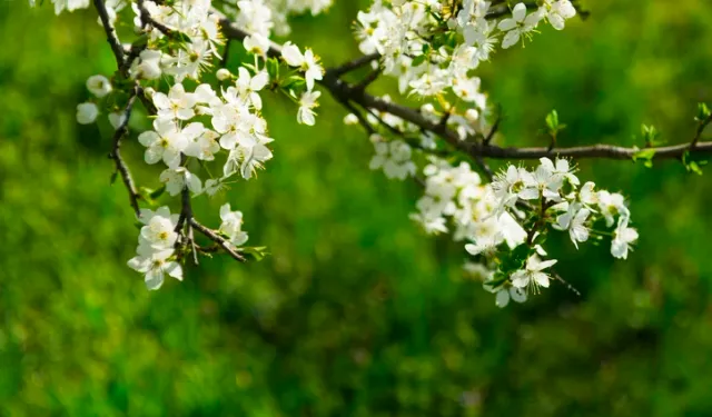 Baharın Habercisi Cemreler 2026’da Ne Zaman Düşecek? İşte Tarihler, Sırası ve Anlamı