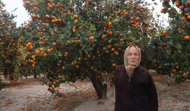 Rekor Hasat Çiftçiyi Sevindirmedi: Hatay’da Mandalina Dalında Çürüdü