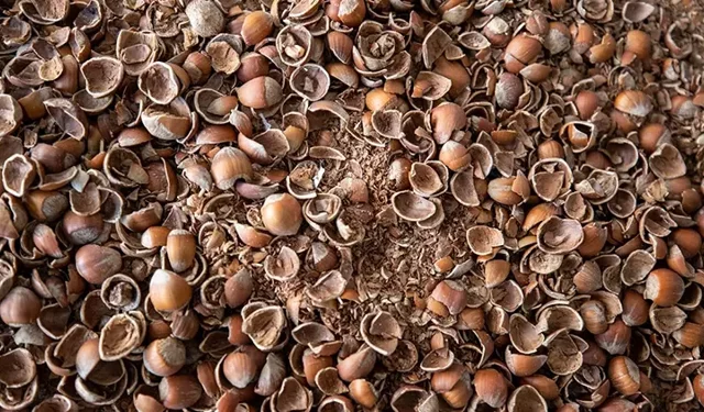 Atık Kabuktan Stratejik Ürüne: Fındık Kabuğu Aktif Karbonla Ekonomiye Kazandırıldı