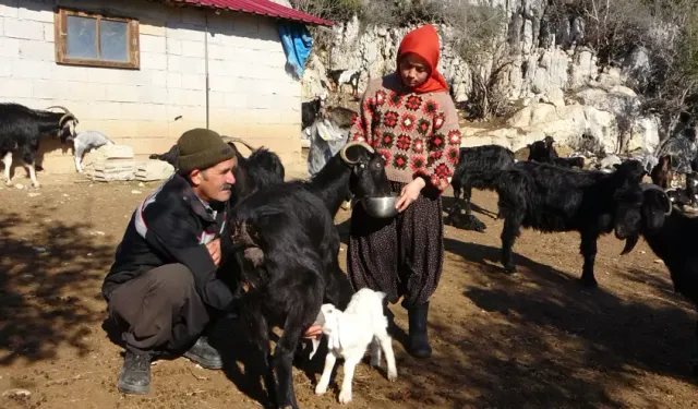 Köyüne Dönüp Babasının Mesleğini Devralan Üniversite Mezunu Genç Kadın: Ayşe Erden'in Yörük Kültürüne Adanmış Hayatı