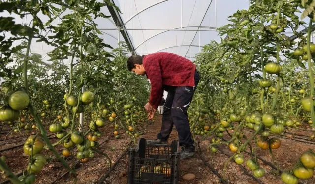 Devlet Desteğiyle Kurulan Seralar Meyvesini Verdi: Genç Çiftçiler Hasada Başladı