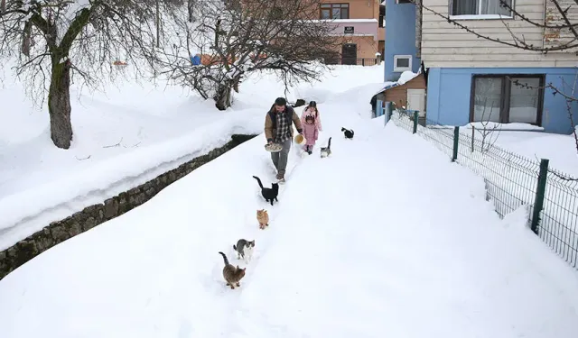 Karın Ortasında Merhamet: Köy İmamının Çağrısına Kediler Sırayla Geldi