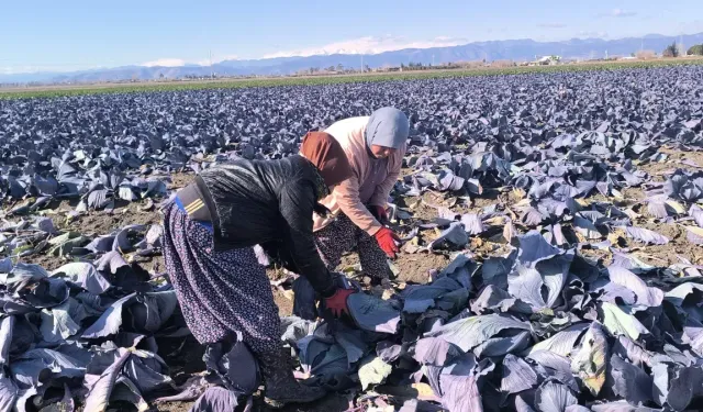 Zorlu Koşullarda Geçinmeye Çalışan Tarım İşçileri, Yevmiye Artışı Talep Ediyor