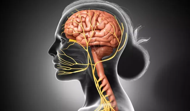 Stresin, Çarpıntının ve Uykusuzluğun Gizli Nedeni: Vücudu Yöneten Mösyö Vagus Konuşuyor