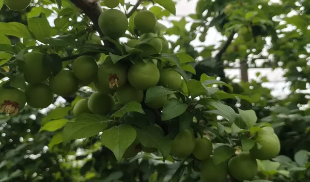 Altın Değerindeki Erikte Sert Düşüş: Silifke’de Hasat Fiyatları 200 TL’ye Çekti