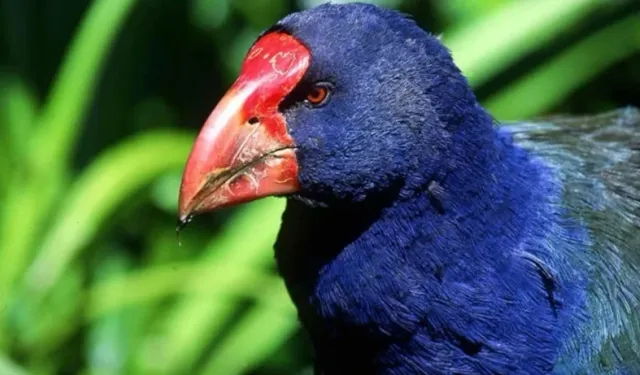 5 Milyon Dolarlık Koruma Projesi Felakete Döndü: 30 Takahe’den Sadece 1’i Hayatta Kaldı