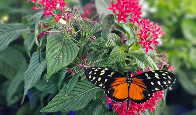 Kelebeklerin Ömrüne Dair Yanlış Bilinen Gerçek Butterfly World Antalya'da Çürütüldü