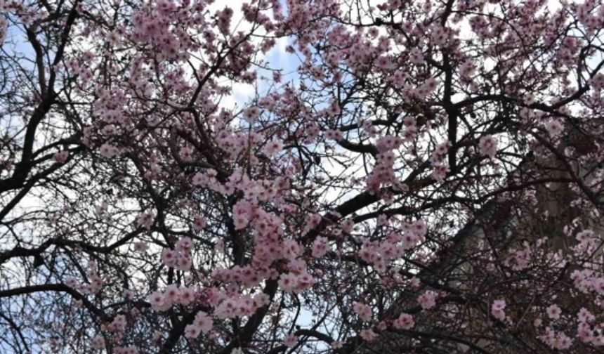 Dicle’de ağaçların çiçek açmasıyla renk cümbüşü oluştu