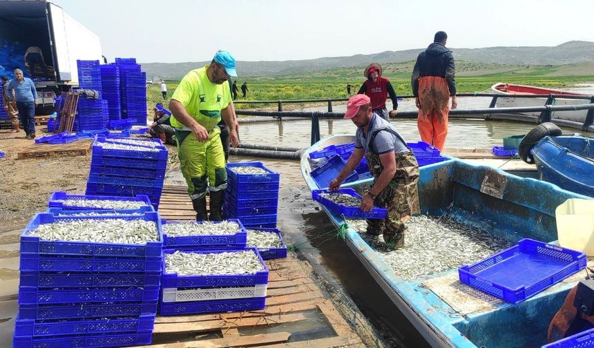 Bozkırın ortasından Avrupa’ya gümüş balığı ihracat ediliyor