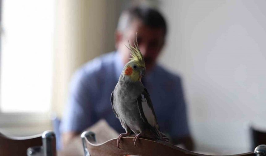 ’Ölürüm Türkiyem’ şarkısını söyleyen papağan güldürüyor