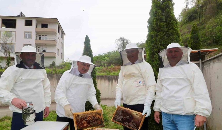 Ordu’da ana arı yetiştiriciliği yaygınlaşıyor