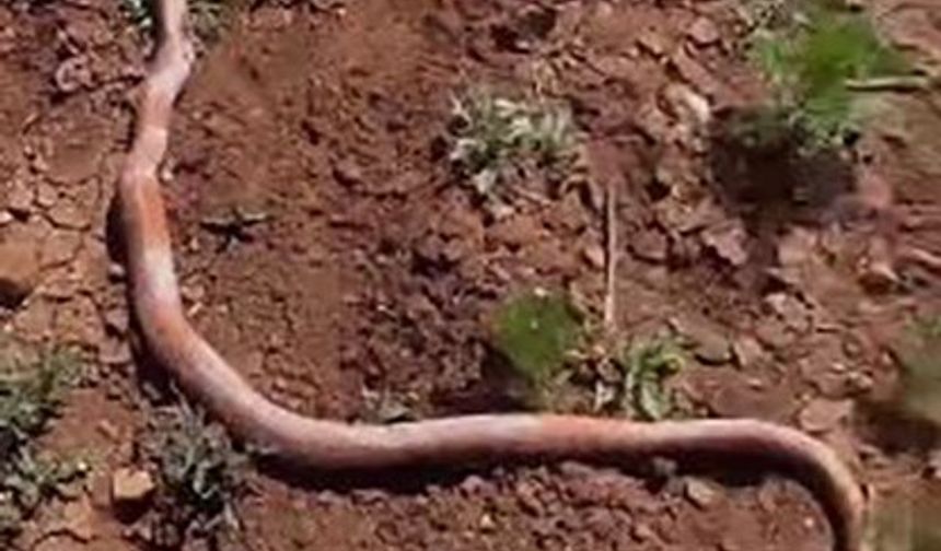 Su kuyusu kazısında 2 metrelik yılan çıktı