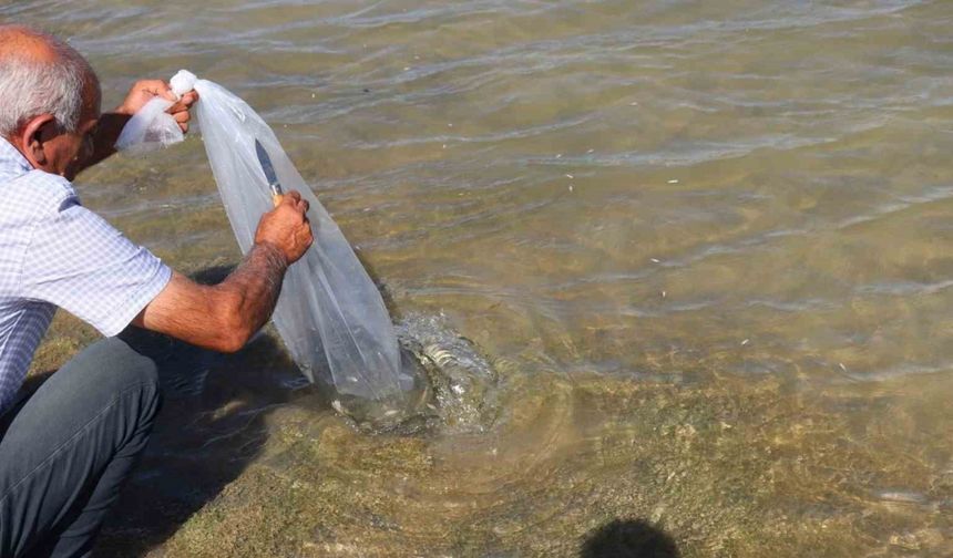 864 bin yavru sazan Sivas’ta göllere bırakıldı