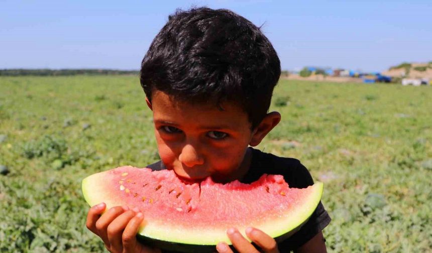 Bunaltıcı sıcaklar sulu meyvelere yöneltti