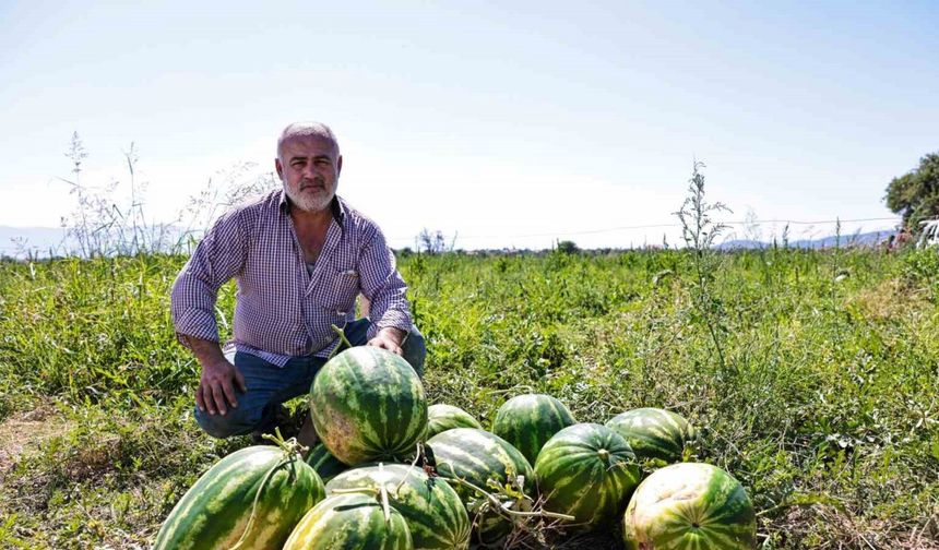 Denizli’de üreticinin elinde kalan karpuzları büyükşehir aldı