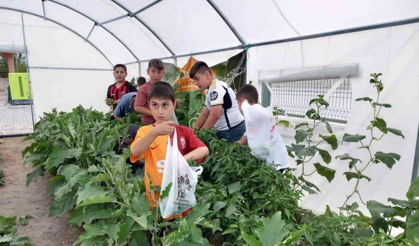 Erzincan’da minik öğrenciler sebze hasadına başladı