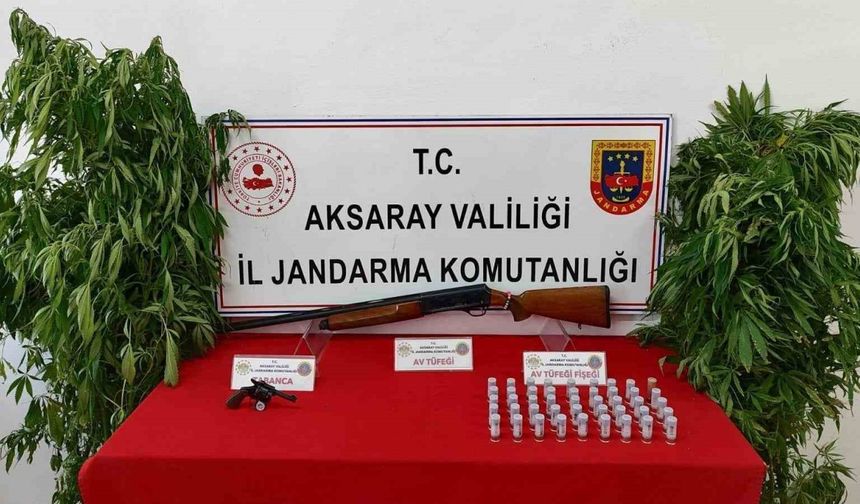 Kenevir yetiştirip uyuşturucu ticareti yapan 3 şahıs operasyonla yakalandı