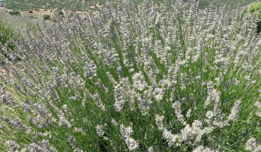 Lavanta kokulu köyde hasat başladı