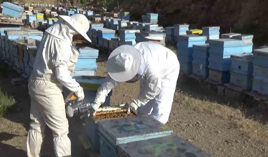 Niğde’de 250 ton bal üretimi bekleniyor