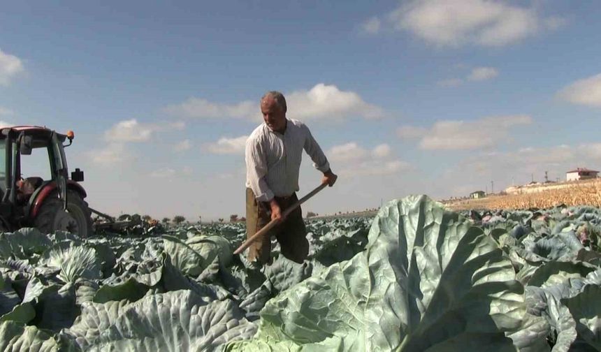 Niğde’de turfanda lahana hasadına başlanıldı