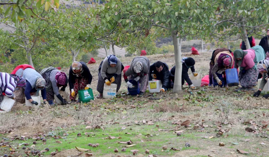 Bozuk Araziden Altın Değerinde Hasat: Tekirdağ’da Ceviz Bereketi Başladı