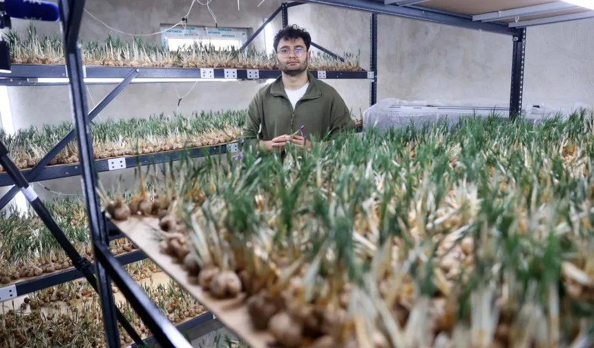 Küçük Alanda Büyük Getiri: Topraksız Safran Üretimi Yeni Umut Oldu