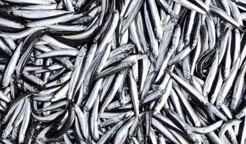 Balık Ziyafetinden Sonra Evinizi ve Ellerinizi Hamsi Kokusundan Arındırmanın Etkili Yolları