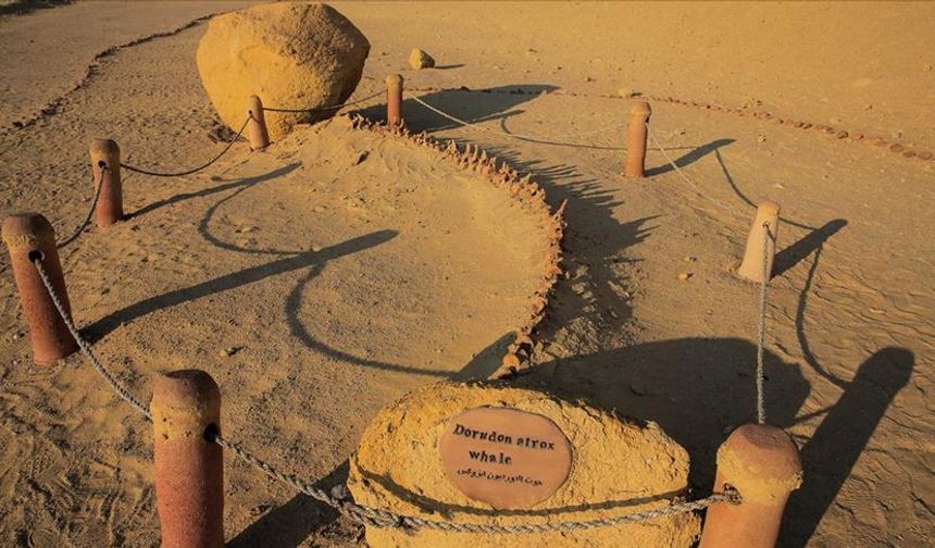 Çölün Kalbindeki Deniz: Mısır’daki Balina Vadisi, Zamanın Sessiz Tanığı