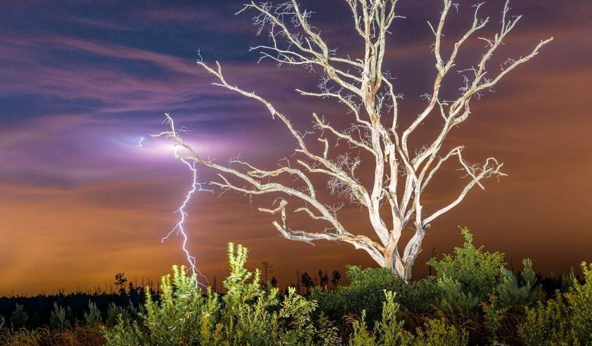 Ev Huzurunu Tehdit Eden Ağaçlar: Uzmanlar Uyardı, Bu Türleri Evin Yakınına Dikmeyin