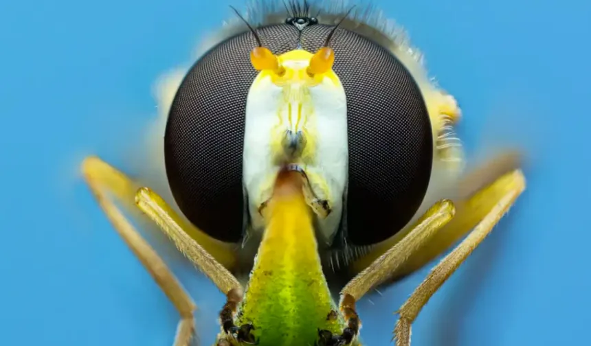 Tarımın Gizli Kahramanları: Eğitilebilir Sinek Arıları Umut Vadediyor
