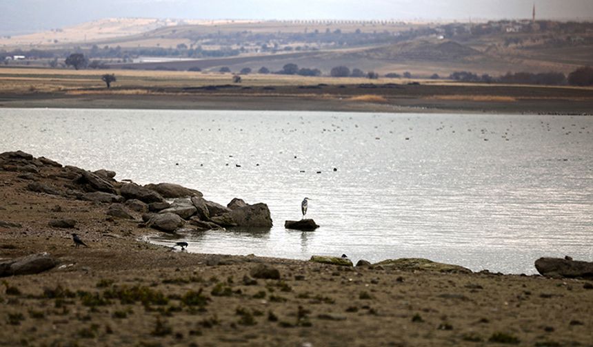 Cip Baraj Gölü Göçmen Kuşların Yeni Buluşma Noktası Oldu