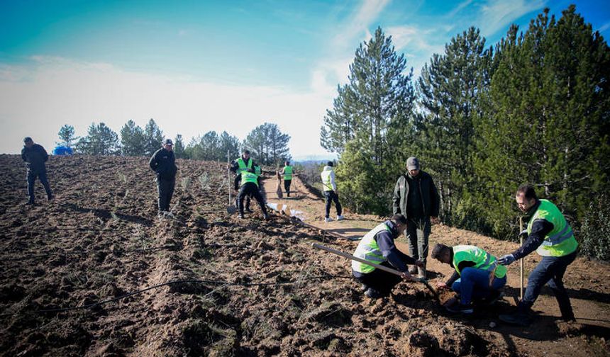 Uludağ’ın Eteklerinde Yeni Ekonomik Nefes: Keles’te Bal Ormanı Üretime Hazır