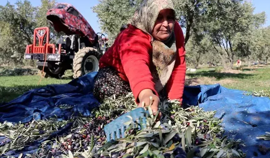 Muhtarlık Koltuğundan Üretim Hattına: Bir Mahallenin Kaderi Zeytinyağıyla Değişti