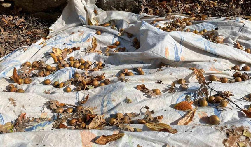 Torosların Sessiz Mirası: Gizemli Hayırseverin Aşıladığı Meyveler Bölgeye Kazanç Sağlıyor